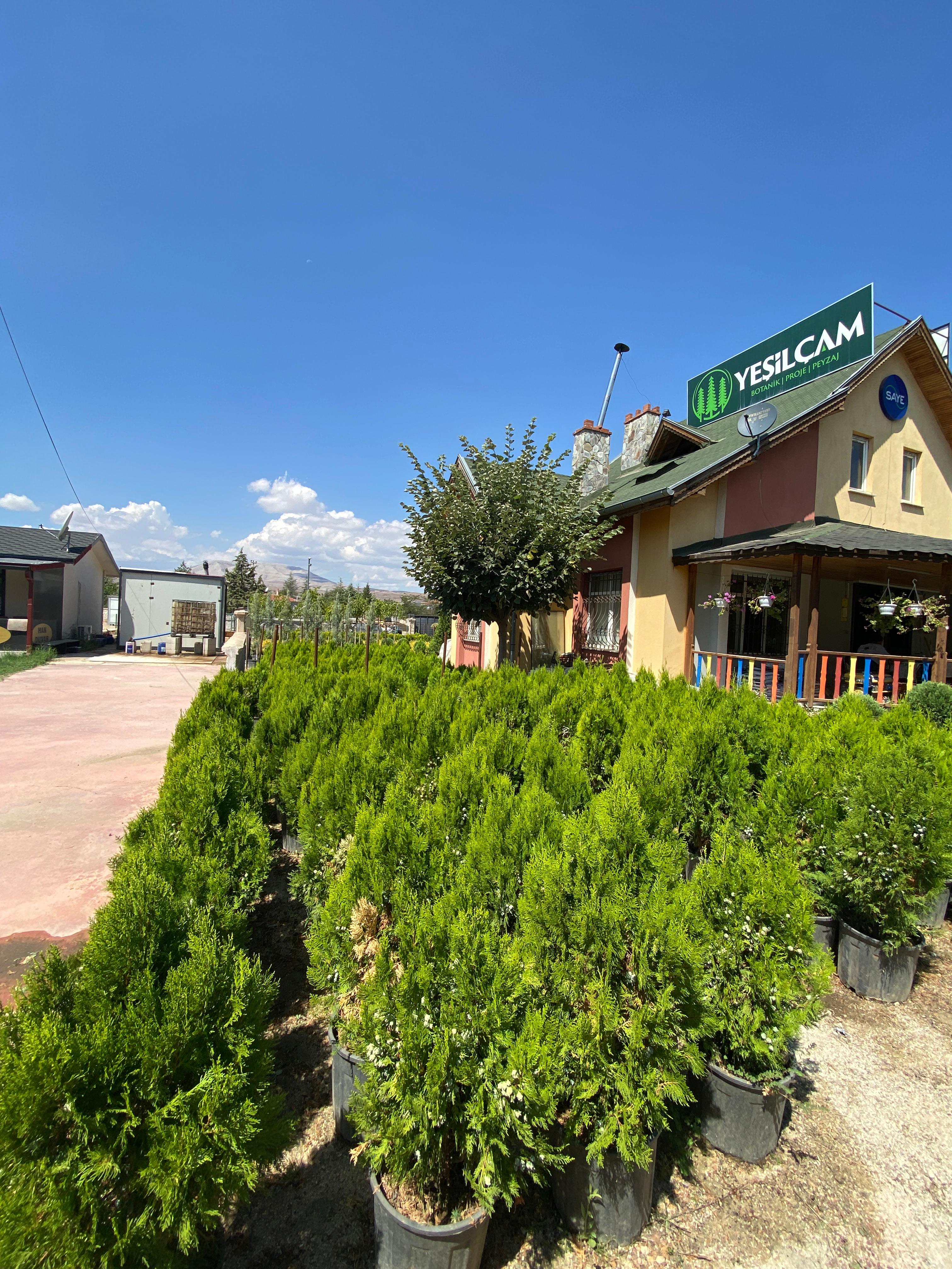 Mazı